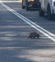 Echidna Crosses Australian Road