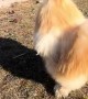 Binoo the Golden Retriever Rooster