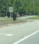 Rogue Cow Jumping Around in the Median