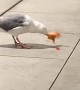 Seagull Finds a Pizza Slice
