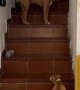 Momma Dog Shows Puppy How to Climb Stairs