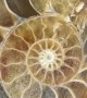 Ammonite Cut Open