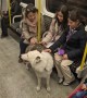 Friendly Interactions With Commuting Dog