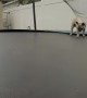Dog Jumping on a Trampoline