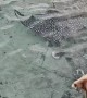 Island Dog Jumps On Stingray