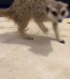 Pet Meerkat Runs After Jerboa