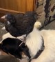 Patient Dogs Lets Chickens Stand on Him
