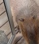 Capybaras At The Door Again