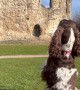 Bouncing Bonnie Dog Tours Reading Abbey Ruins