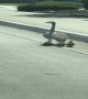 Bird Guy Helps Ducks Cross the Street