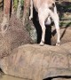 Goat Uses Tortoise as Makeshift Ladder