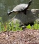 Balanced Turtle Stretches Out