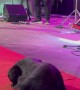 Drummer Gives Dog His Drumstick