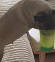 Blind and Deaf Dog Still Managed to Find the Refreshment