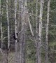 Triplet Black Bear Cubs Climb Trees in Grande Cache