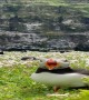 The Beautiful Puffin Colonies of Skomer Island