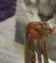 Letting My Cat Try My Food