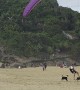 Dogs Nip At Paraglider's Heels
