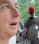 Woodpecker Rescue