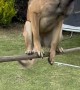 Well-Trained Dog Balances on Pole
