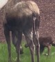 Moose Gives Birth on Hospital Lawn
