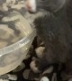 Kitten Plays In Water Bowl