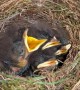 Four Little Birds Chirp After Gentle Tap Near Nest