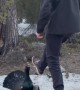 Angry Bird Squares Up To Finnish Man