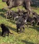 Puppies Chasing After Dad