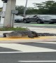 Crocodile Following Traffic Laws