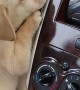 Puppy Demands Air Conditioning