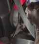 Passenger Pup Securely Buckled In