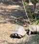 Northern Cyprus Aggressive Tortoises