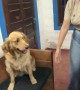 Golden Retriever Enlists Help to Retrieve Stolen Bone
