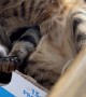Talkative Cat in a Cardboard Box