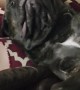 Giant Mastiff Loves His Massage