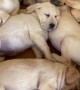 A Mosaic of Labrador Puppies