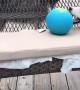 Silly Huskies Can't Reach Ball