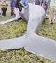 Beached Humpback Calf Found in Valdez, Alaska