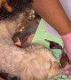 Dog Tries to Eat It's Newborn