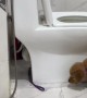 Puppy Chases Leash Around Toilet