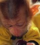 A Little Monkey Eats a Cherry