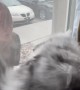 Cat Loves When His Human Comes Home