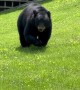 Bear in My Yard