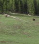 Mama Bear Protects Her Cubs From Boar Grizzly