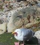 Seagull Snacks on a Starfish
