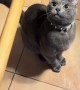 Cat Transforms Broom Into Mop