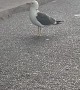Seagull With Arrow Through It's Neck