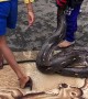 Kids Carry Massive Python