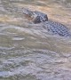 Alligators Bellow and Fight